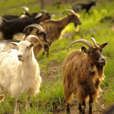 U Caseddu Di Minnana *