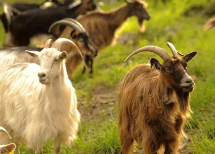 U Caseddu Di Minnana *